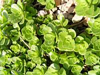 Phedimus spurius (fam Crassulacees) (Caucase) (3) (Photo F. Mrugala)